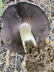 Agaricus moronii