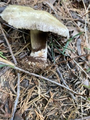 Agaricus moronii