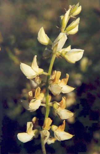 Garfield lupine (Lupinus garfieldensis)