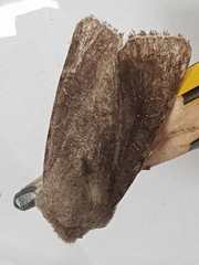 Orthosia incerta