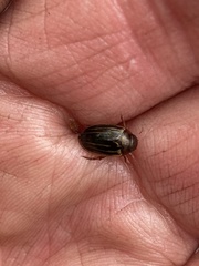 Agabus disintegratus