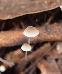 Mycena austrofilopes