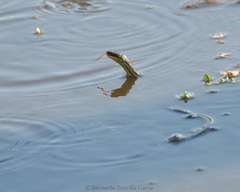 Thamnophis proximus rutiloris