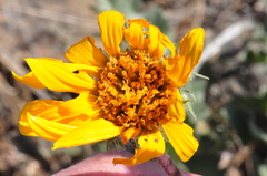 Balsamorhiza serrata