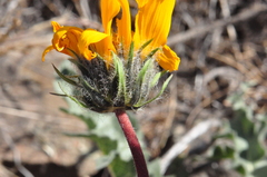 Balsamorhiza serrata