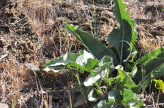 Balsamorhiza serrata