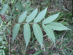 Sambucus sieboldiana pinnatisecta