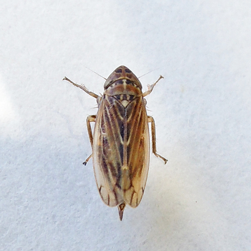 Stirellus bicolor photo 6