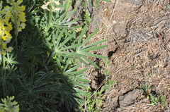 Lupinus sulphureus