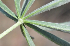 Lupinus sulphureus