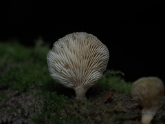 Panellus ligulatus
