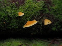 Panellus ligulatus
