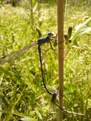 Indolestes peregrinus