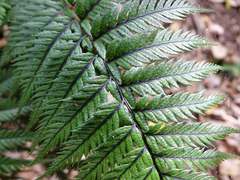 Polystichum neozelandicum neozelandicum