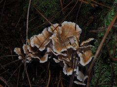 Cantharellus insignis