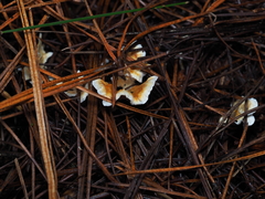 Cantharellus insignis