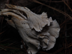 Cantharellus insignis