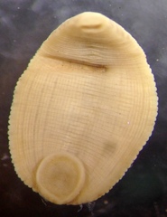 Alboglossiphonia
