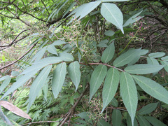 Sambucus sieboldiana pinnatisecta