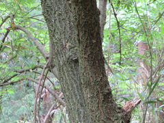 Sambucus sieboldiana pinnatisecta