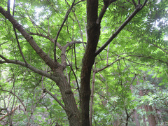 Sambucus sieboldiana pinnatisecta