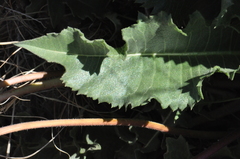 Balsamorhiza serrata