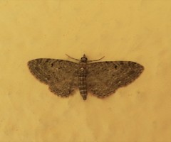 Eupithecia indigata