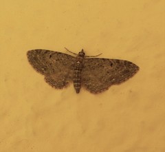Eupithecia indigata