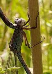 Indolestes peregrinus