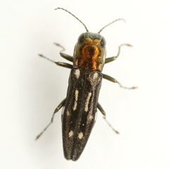 Agrilus scitulus
