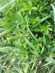 Ranunculus