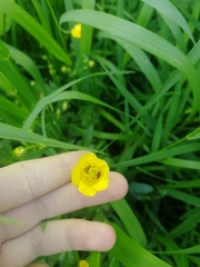 Ranunculus
