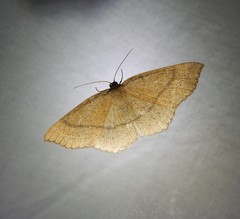 Cyclophora ruficiliaria