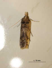 Cactoblastis cactorum