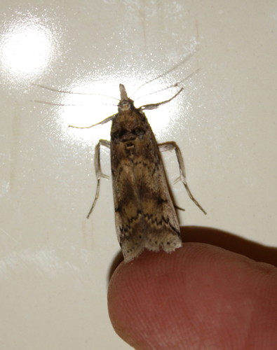 Cactus Moth