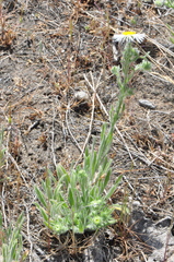 Erigeron pumilus