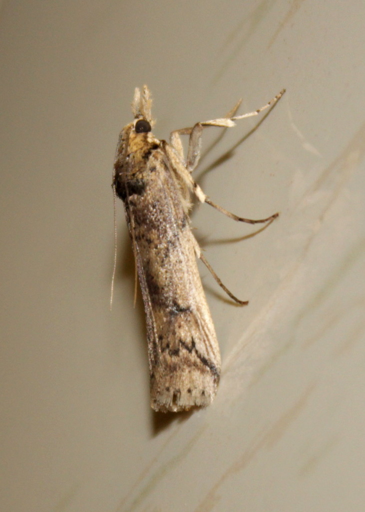 Cactoblastis