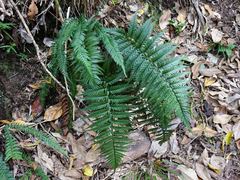 Polystichum neozelandicum neozelandicum