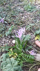 Colchicum cupanii
