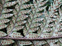 Polystichum neozelandicum neozelandicum