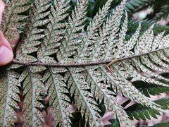 Polystichum neozelandicum neozelandicum