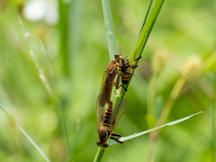 Cophinopoda