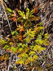 Geranium erianthum
