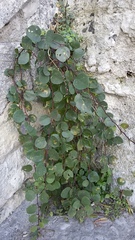 Capparis