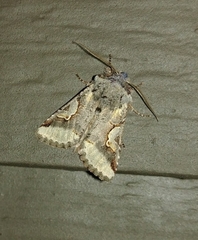 Stretchia plusiaeformis