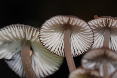 Mycena mulawaestris