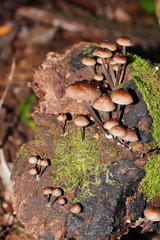 Mycena mulawaestris