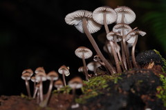 Mycena mulawaestris