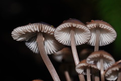 Mycena mulawaestris