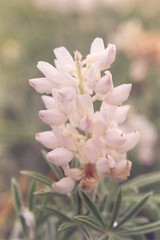 Lupinus sericeus